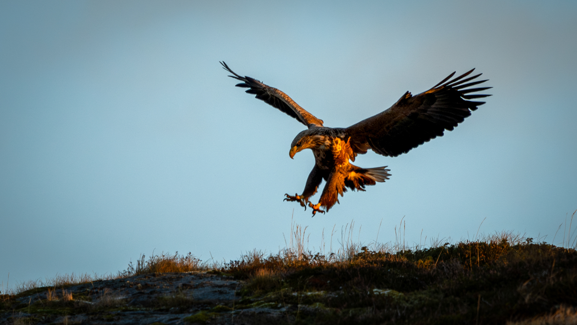Seeadler