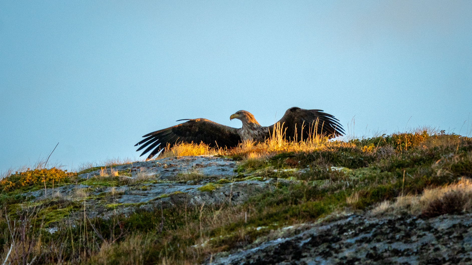 Seeadler