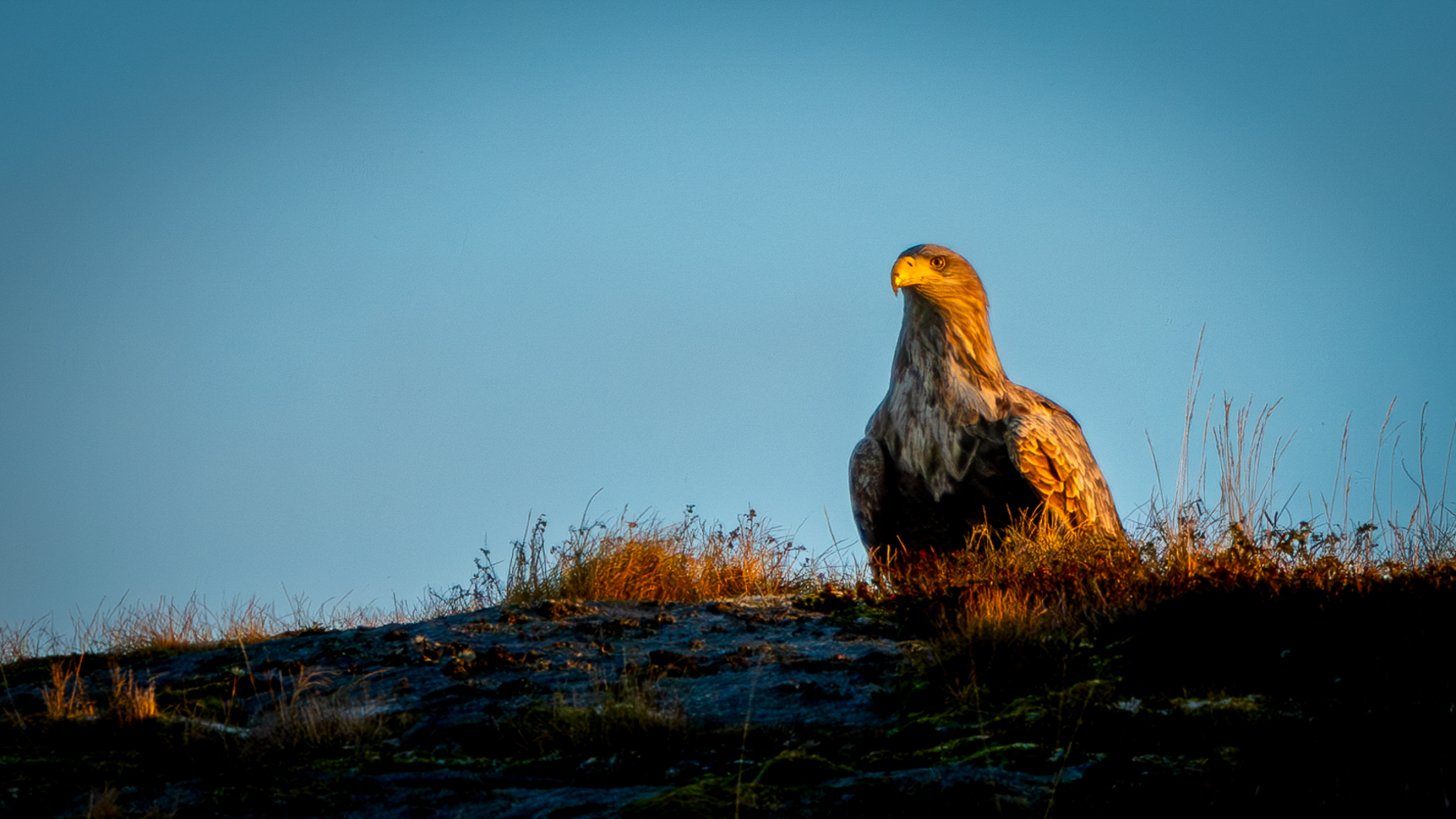 Seeadler