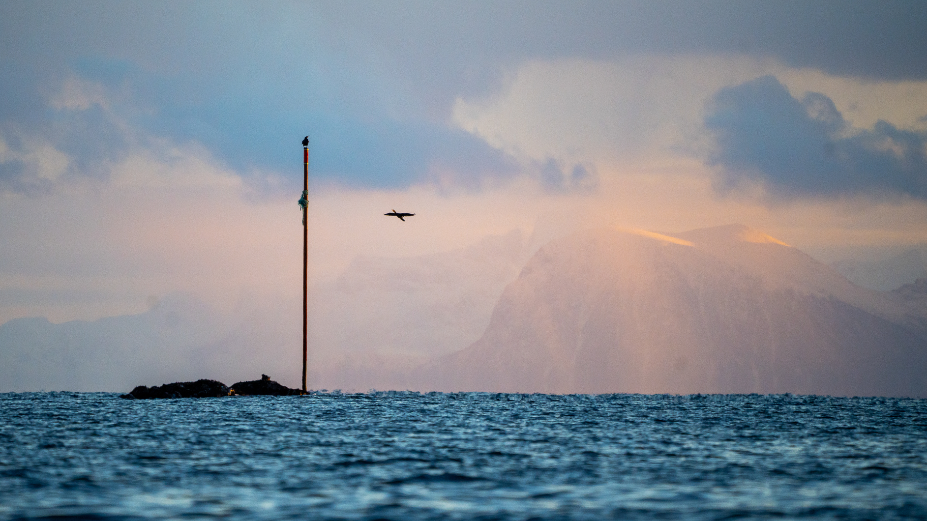 Kormoran im Anflug