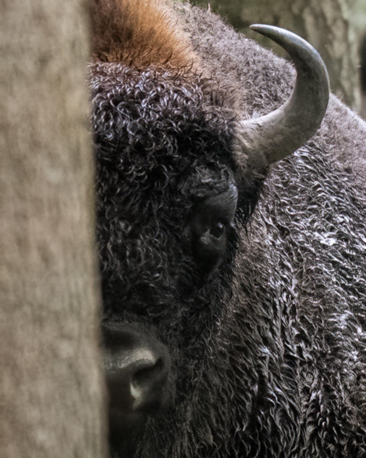 Wisent-10