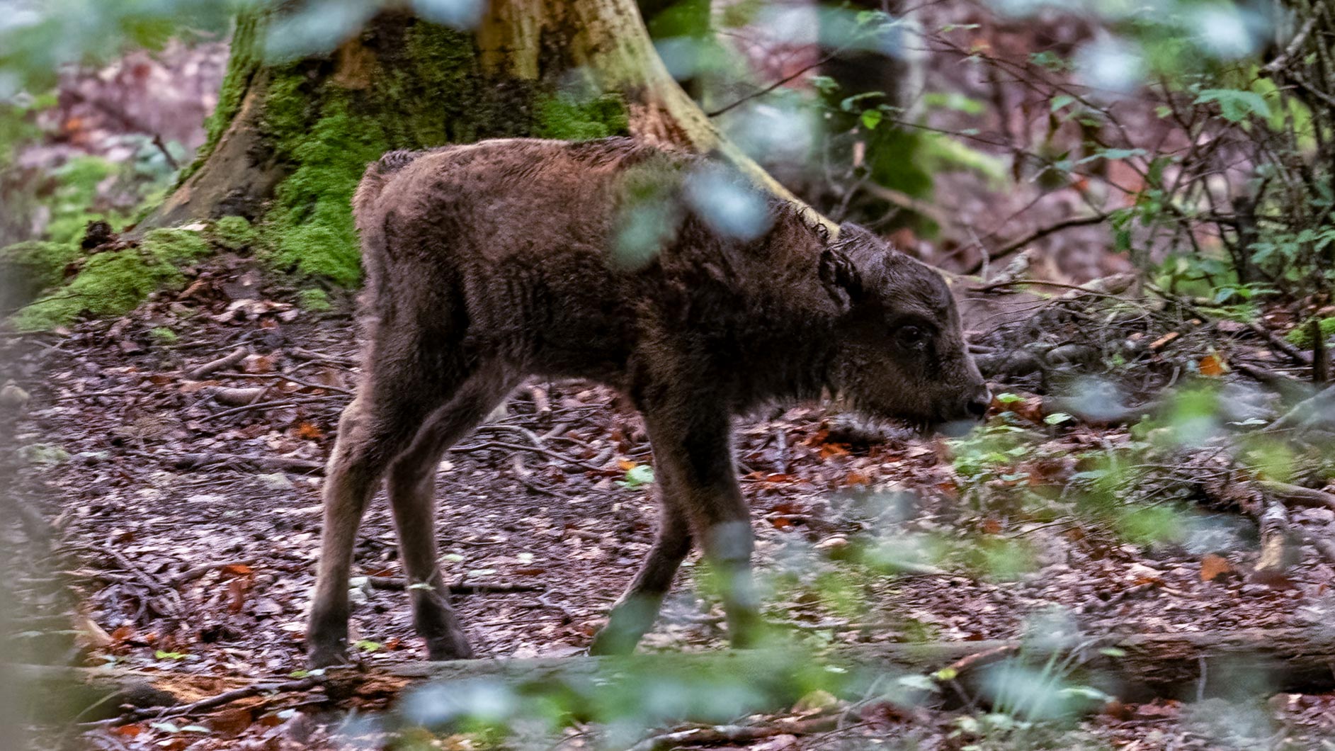 Wisent-12