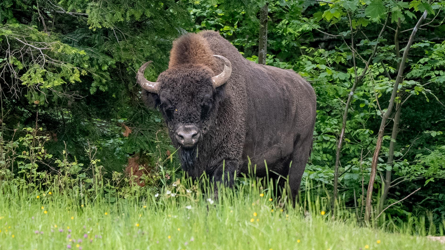 Wisent-15