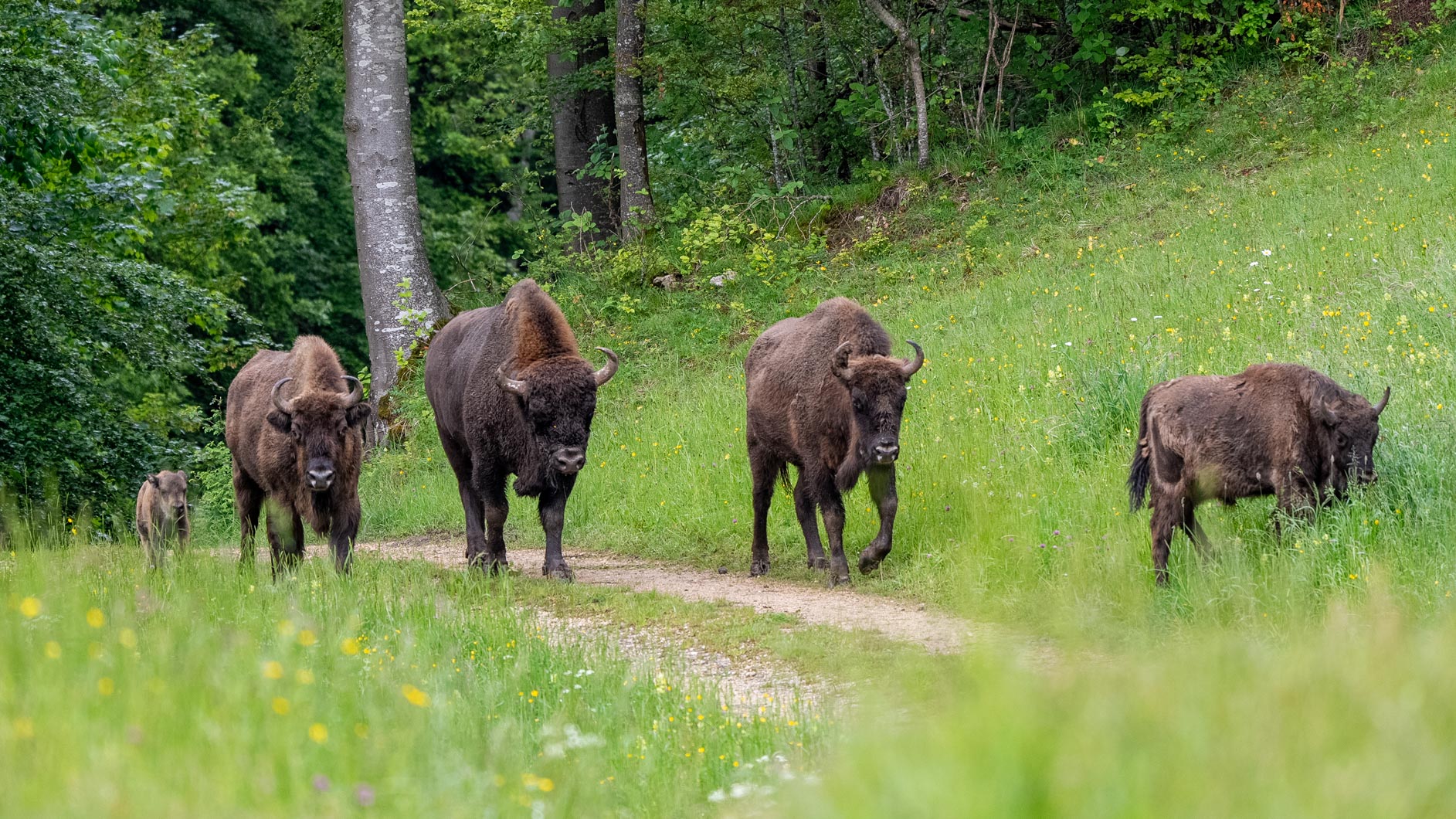 Wisent-16