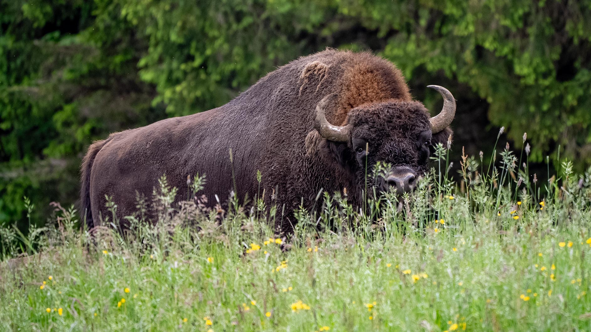 Wisent-18