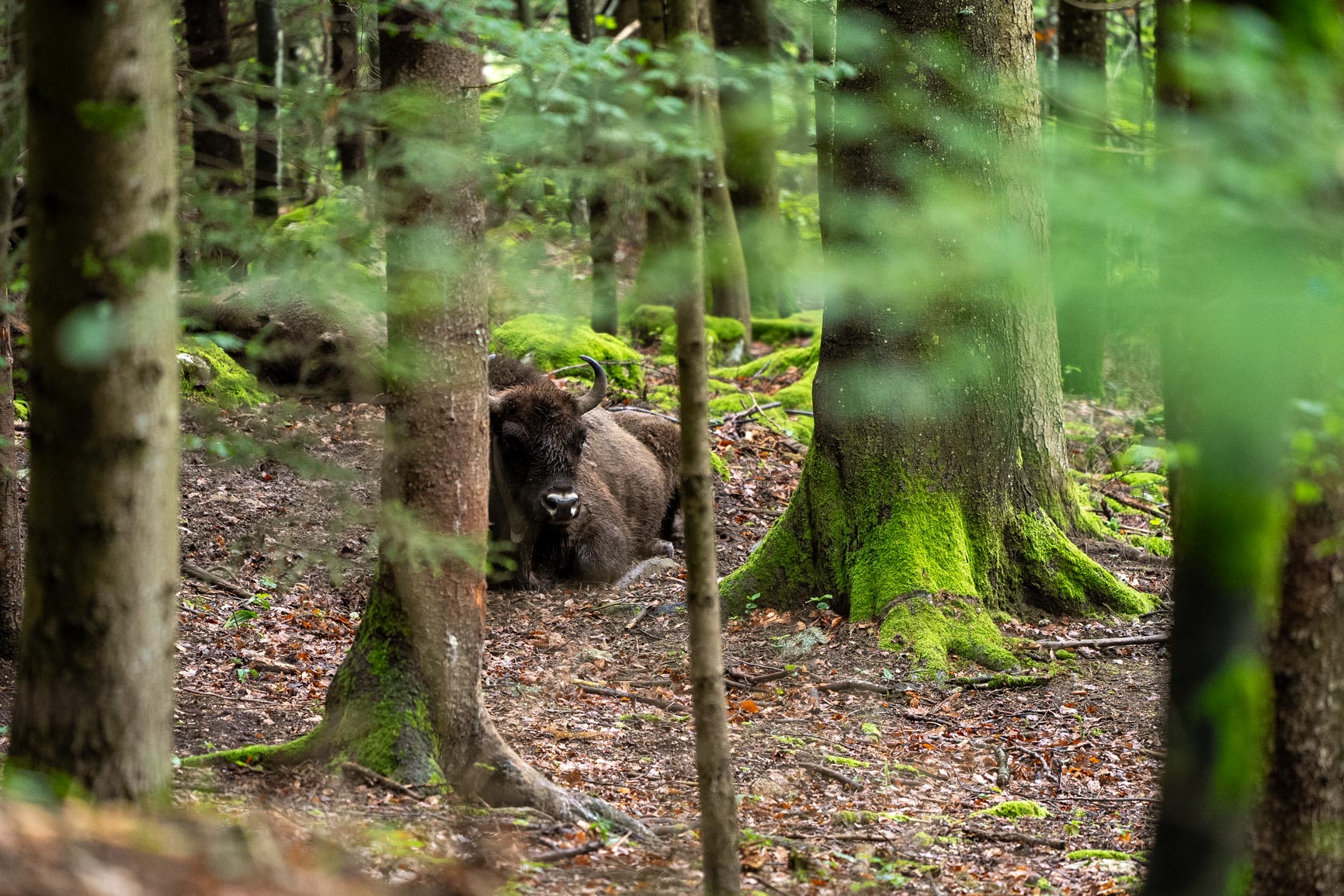 Wisent-5