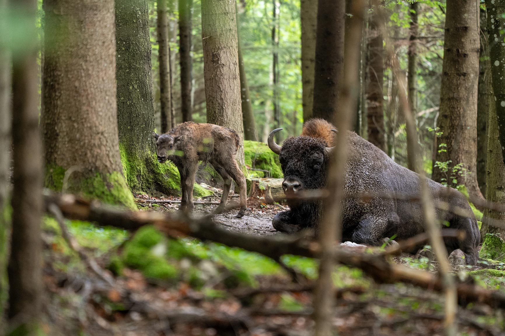 Wisent-8
