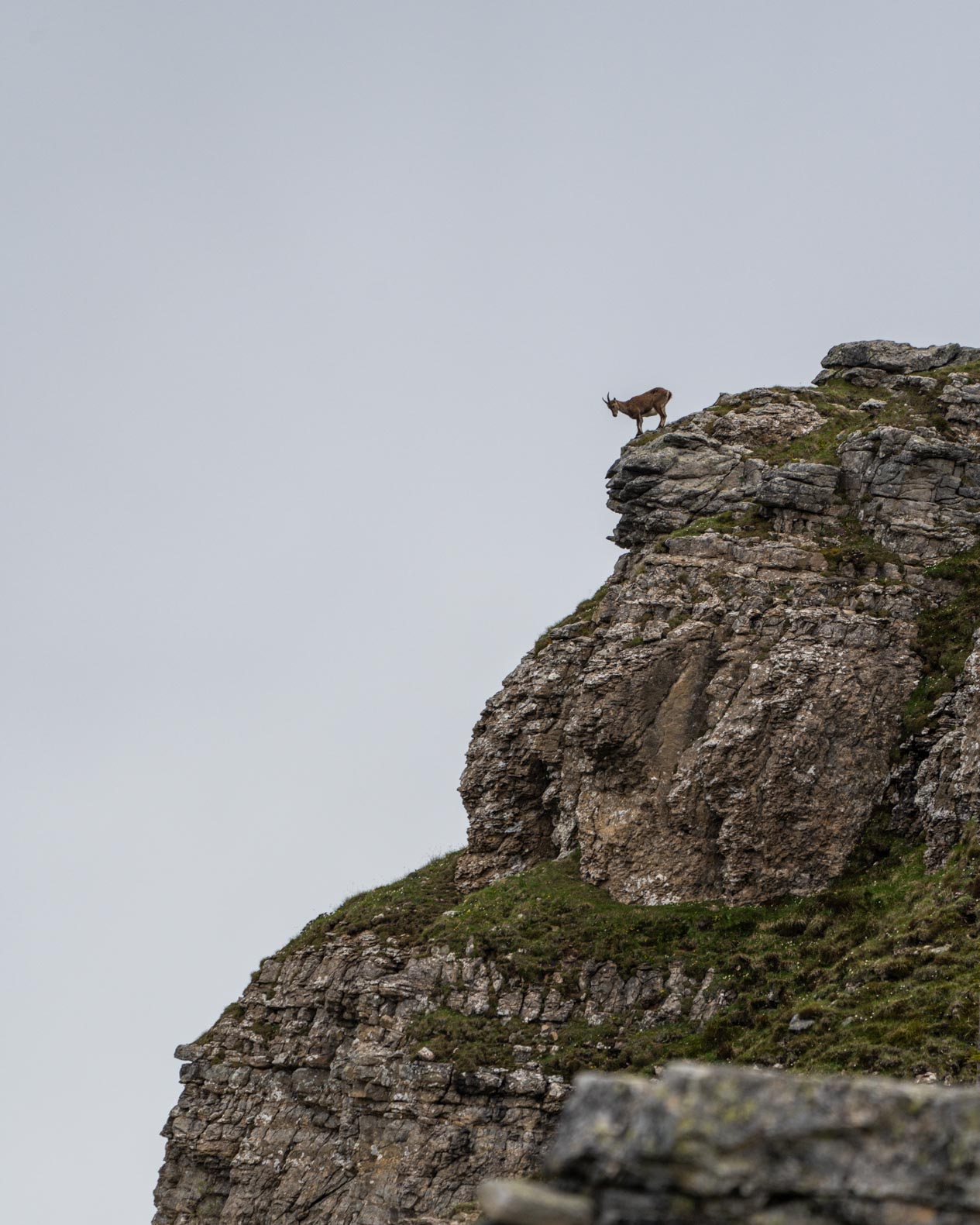 Steinbock-10