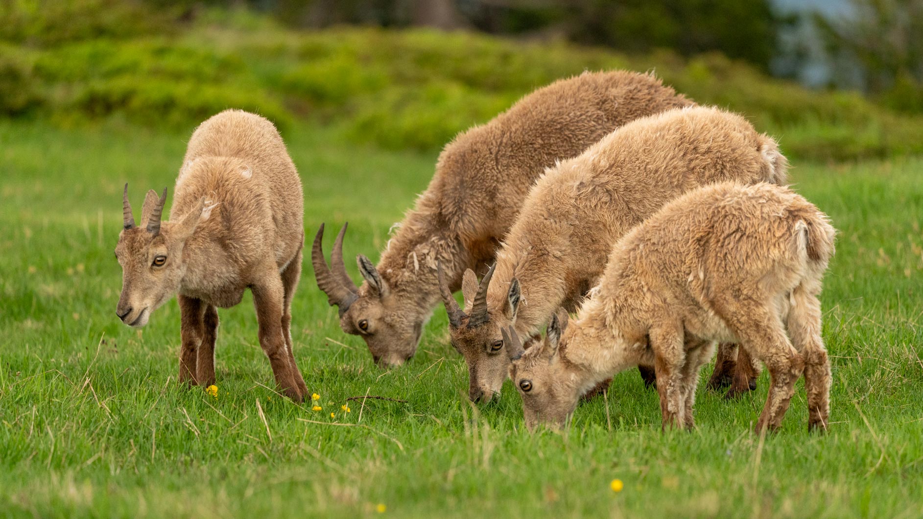 Steinbock-4