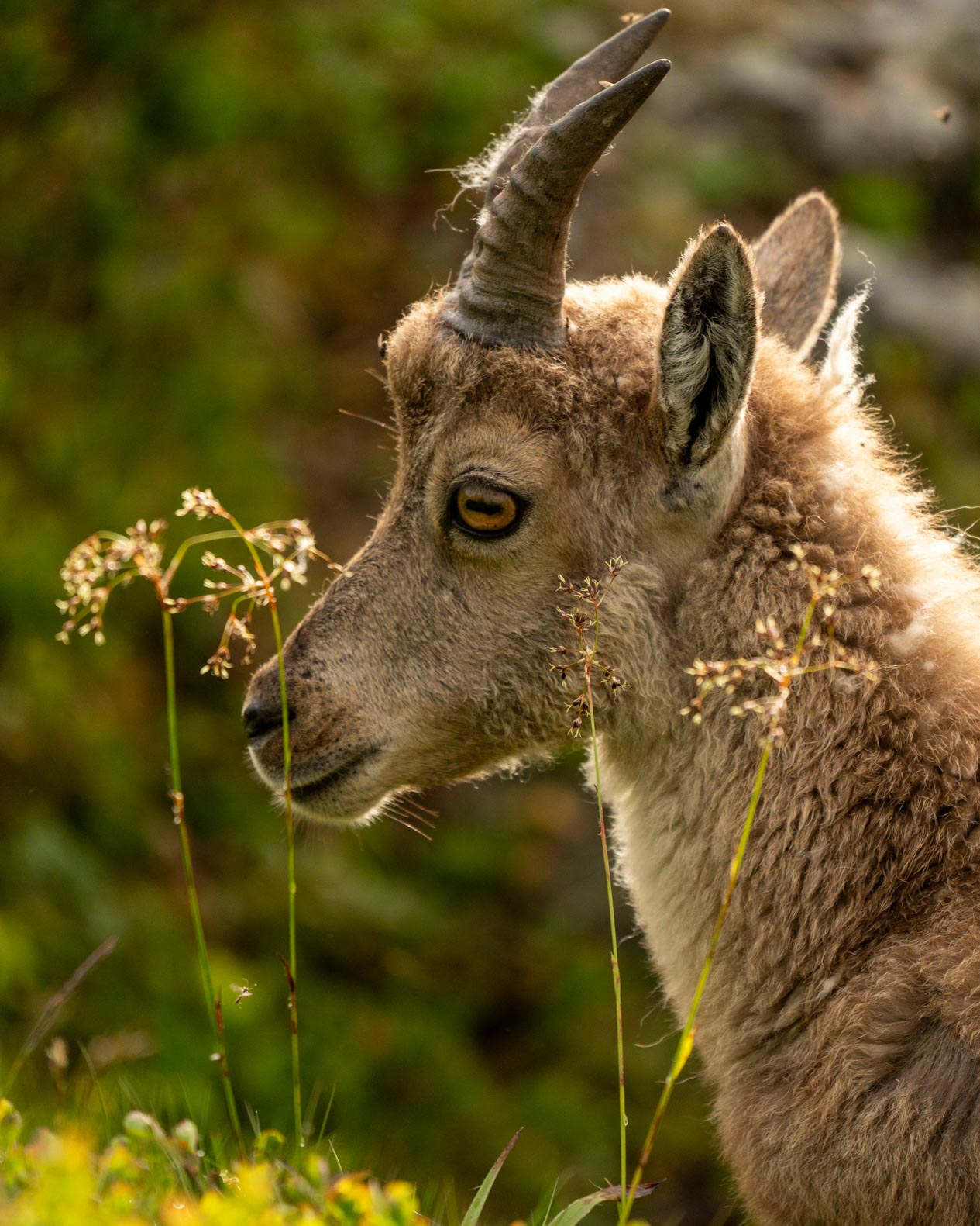 Steinbock-6
