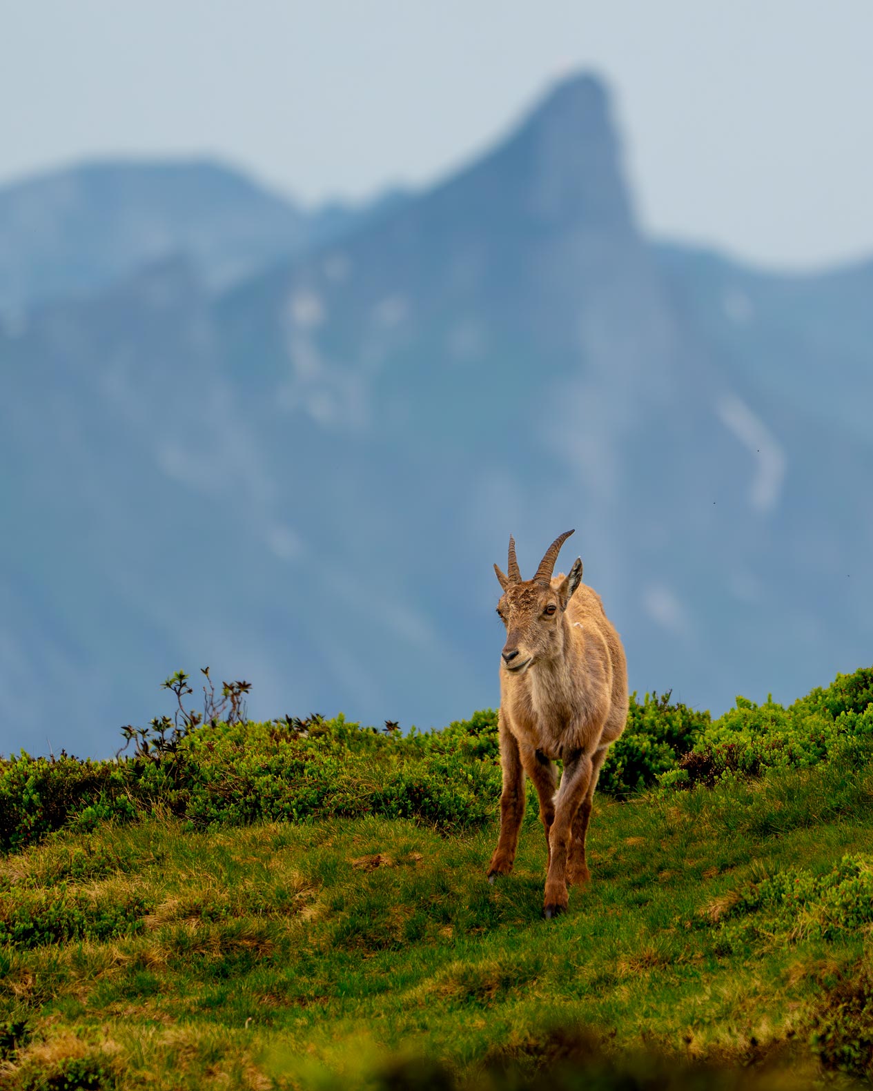 Vor dem Stockhorn